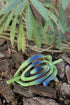 Taichi Yamane × Cycle SCULPTUAL HAIR STICK -LIGHT GREEN×BLUE- *Last1